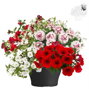 Afbeelding van TP26 Mixpot Mix 9